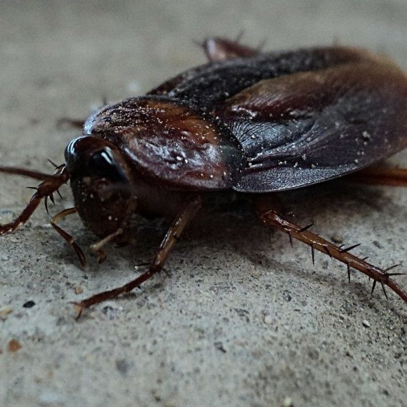 Cockroaches, Pest Control in Rainham, RM13. Call Now! 020 8166 9746