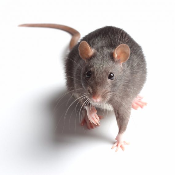 Rats, Pest Control in Rainham, RM13. Call Now! 020 8166 9746