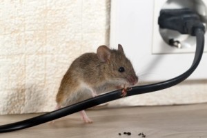 Mice Control, Pest Control in Rainham, RM13. Call Now 020 8166 9746