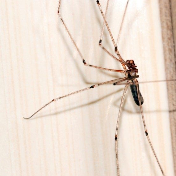 Spiders, Pest Control in Rainham, RM13. Call Now! 020 8166 9746