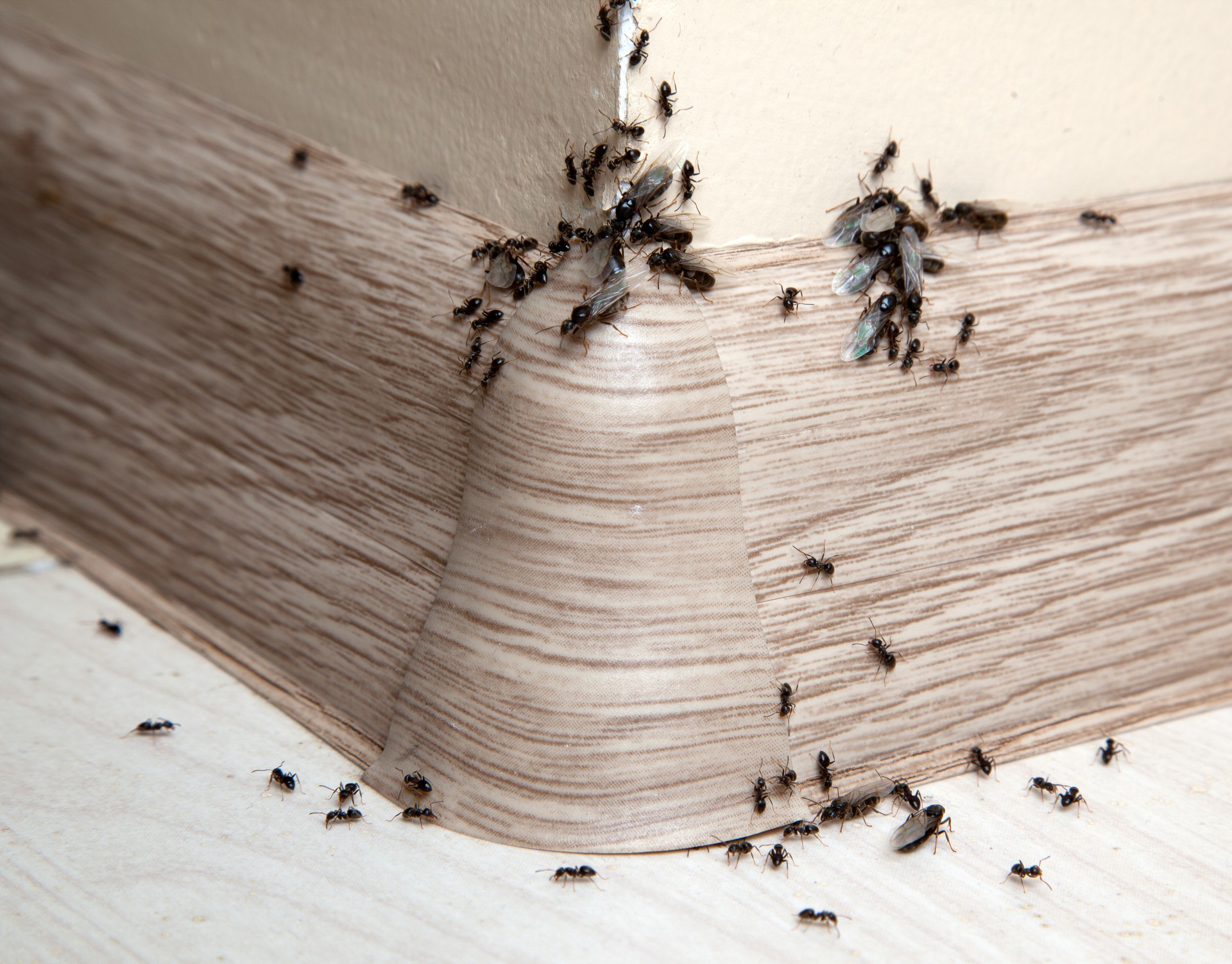 Ant Infestation, Pest Control in Rainham, RM13. Call Now 020 8166 9746
