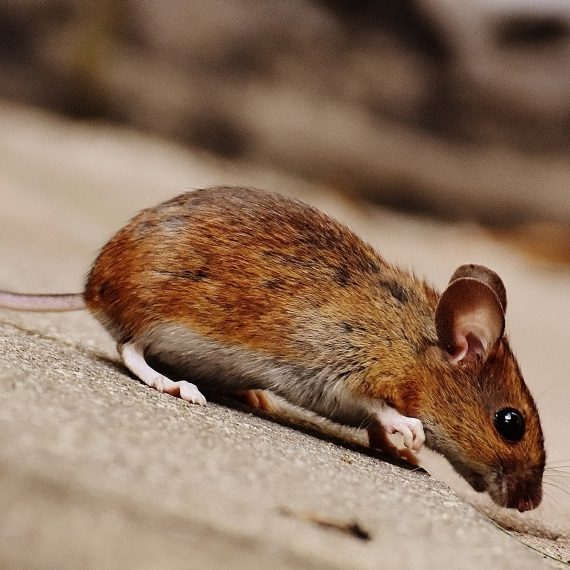 Mice, Pest Control in Rainham, RM13. Call Now! 020 8166 9746