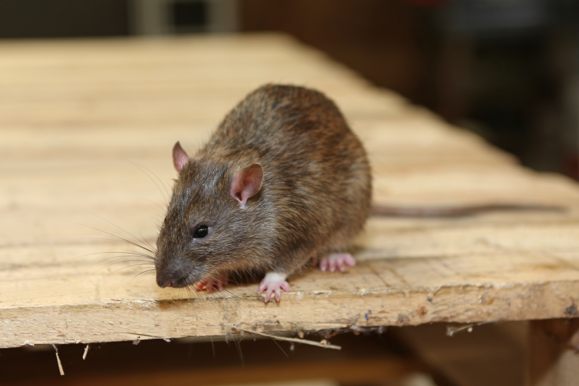 Rat extermination, Pest Control in Rainham, RM13. Call Now 020 8166 9746