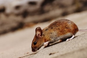 Mouse extermination, Pest Control in Rainham, RM13. Call Now 020 8166 9746