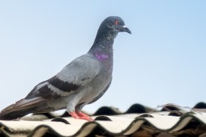 Pigeon Pest, Pest Control in Rainham, RM13. Call Now 020 8166 9746