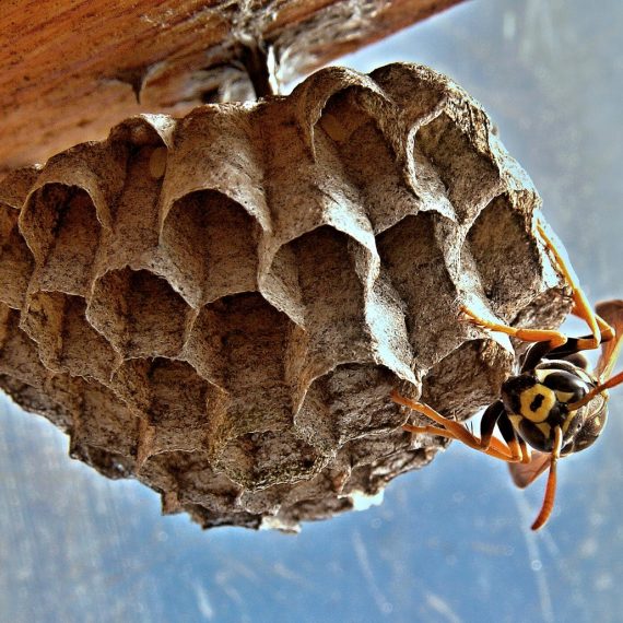 Wasps Nest, Pest Control in Rainham, RM13. Call Now! 020 8166 9746